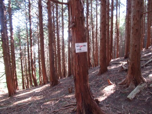 登山道